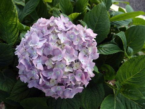 紫陽花1