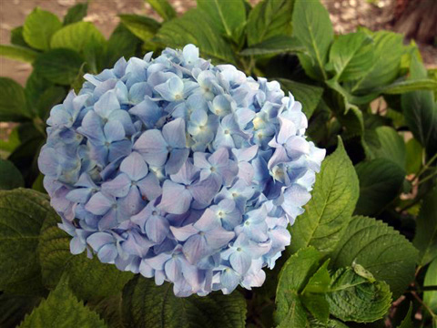 紫陽花4
